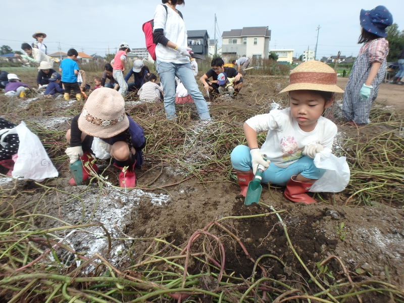 2016年度芋掘り遠足-ひばり