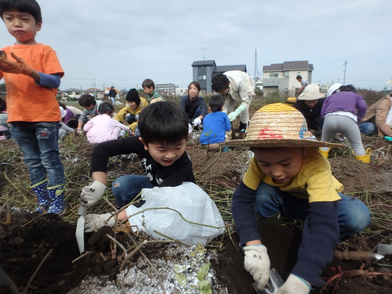 2016年度芋掘り遠足-ひばり