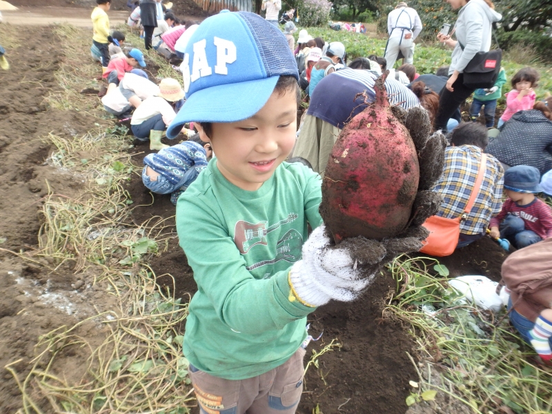 2015年度ひばり芋掘り遠足