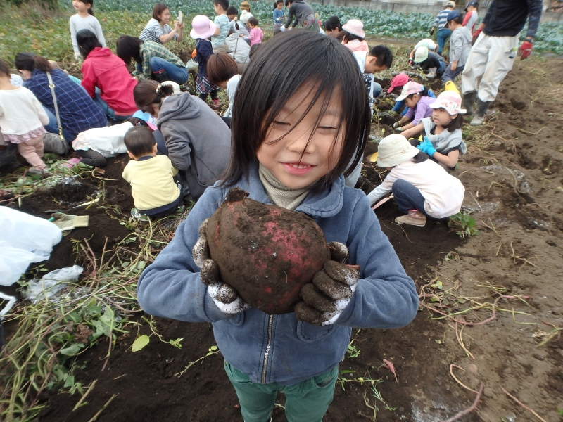 2015年度ひばり芋掘り遠足